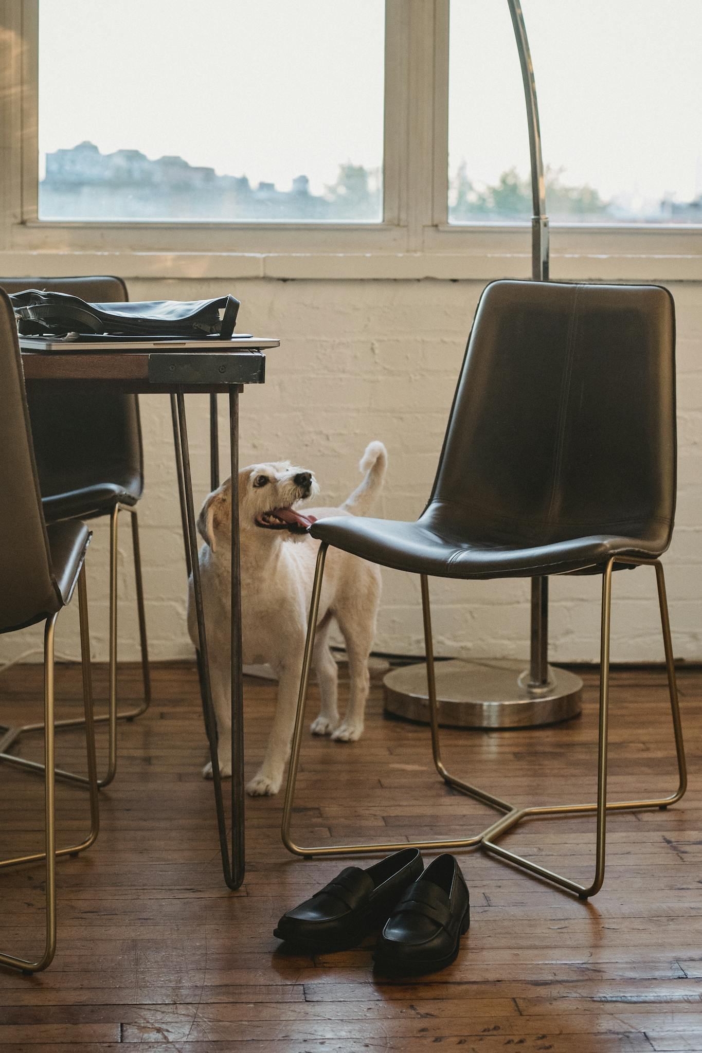 Labrador retriever with tongue out standing near modern furniture and footwear in stylish room