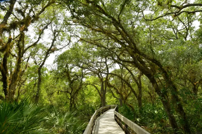 The Hidden Trail: Exploring Boardwalks and Wildlife in North Melbourne