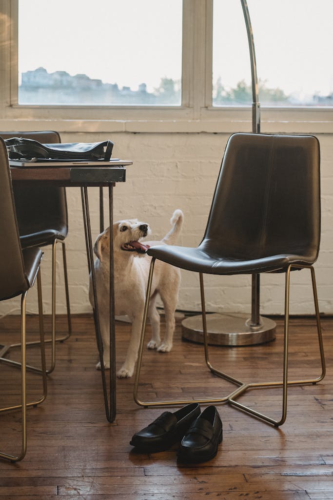 Labrador Retriever with tongue out standing near modern furniture and footwear in stylish room